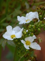 WhiteFlower.jpg