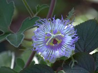 Passiflora.jpg