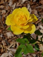 Rose2.jpg