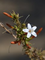 WhiteFlower2.jpg