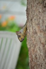 squirell1.jpg