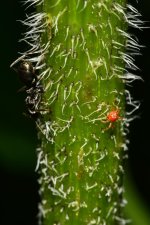 macro2.jpg