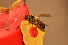 DSC_0392.jpg