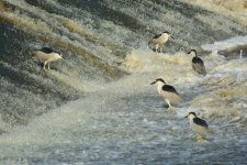 DSC_0718.jpg