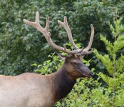 Elk.jpg