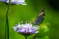 1 Butterfly and the spider.jpg
