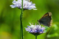 2 Butterfly and the spider.jpg