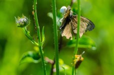 3 Butterfly and the spider.jpg