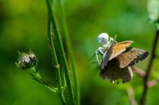 4 Butterfly and the spider.jpg