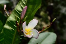 DSC_7595.jpg