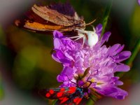 5 Butterfly and the spider.jpg