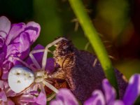 7 Butterfly and the spider.jpg