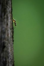 Ant with sap.jpg