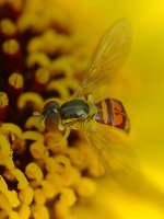 Fly3.jpg