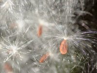 Fireworks2.jpg