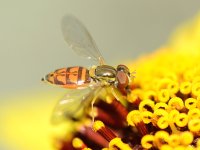 Fly5.jpg