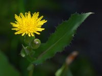 Dandelion.jpg