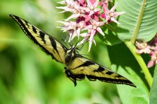 Bobolink 005.jpg
