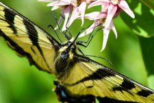 Bobolink 006.jpg