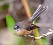 Fantail LOL.jpg