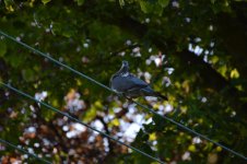 DSC_0121.jpg