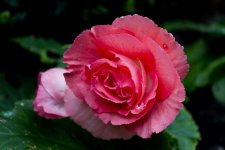 DSC_9106 web.jpg