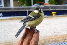 Great Tit 2.jpg