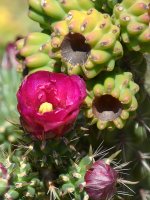 Cactus.jpg