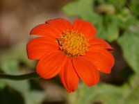 OrangeFlower.jpg