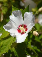 Hibiscus.jpg