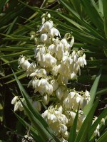 Yucca.jpg
