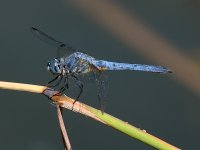 BlueDragonFly2.jpg