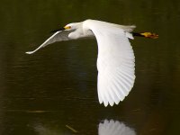 Egret3.jpg