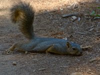 Squirrel.jpg