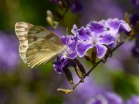 Hairstreak.jpg