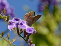 Hairstreak2.jpg