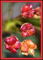 Red Bush Flowers.jpg