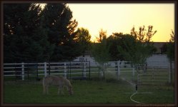 Horse under Sprinkler.jpg