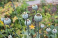 poppy seed.jpg