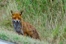 Fox painting.jpg