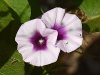 PurpleVine.jpg