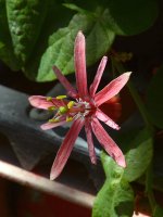 Passiflora2.jpg