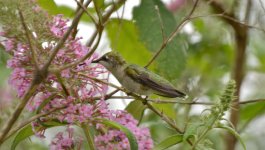 DSC_0132.jpg