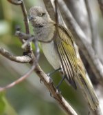 2014-06-20  0513  Brown Honeyeater preening.jpg