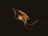 Spider.jpg