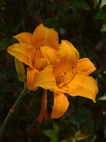 Lilies.jpg
