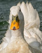 DSC_4334-Edit.jpg