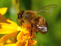 Bee4.jpg