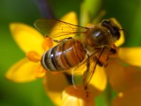 Bee.jpg