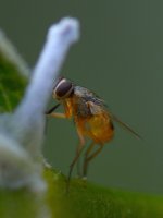 Fly.jpg